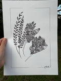 Kowhai Flowers - Ink on Paper - PLUS Digital Download for Colouring Available!